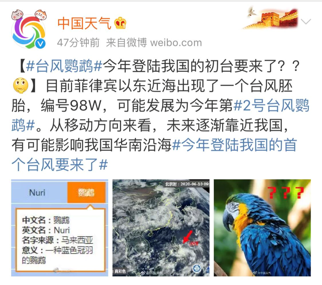 鹦鹉台风最新登录,鹦鹉台风最新登录，小巷深处的独特风味