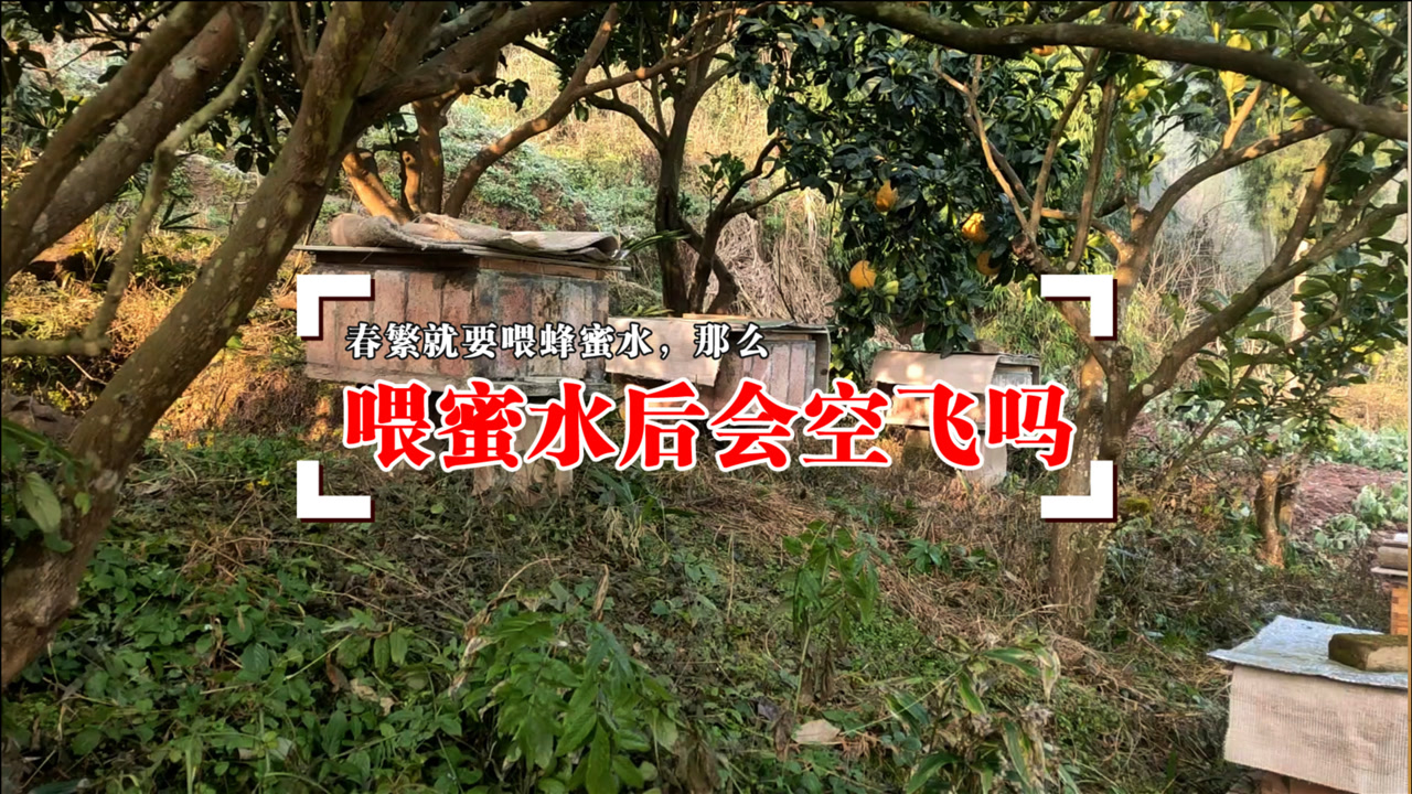 澳门正版精准免费大全,实地观察解释定义_桌面款41.364