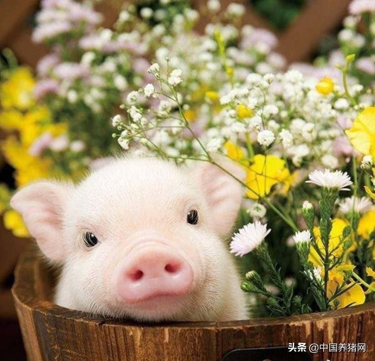 贵州最新生猪价格,贵州最新生猪价格大揭秘🐖📣