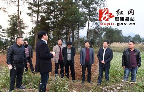 溆浦最新红网动态速递
