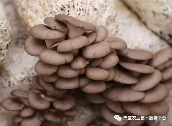 最新秋季平菇菌种品种探索与变化拥抱