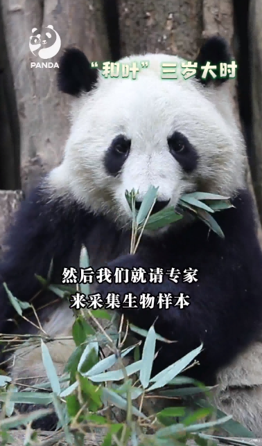 熊猫书院本周测验答案回顾与解析