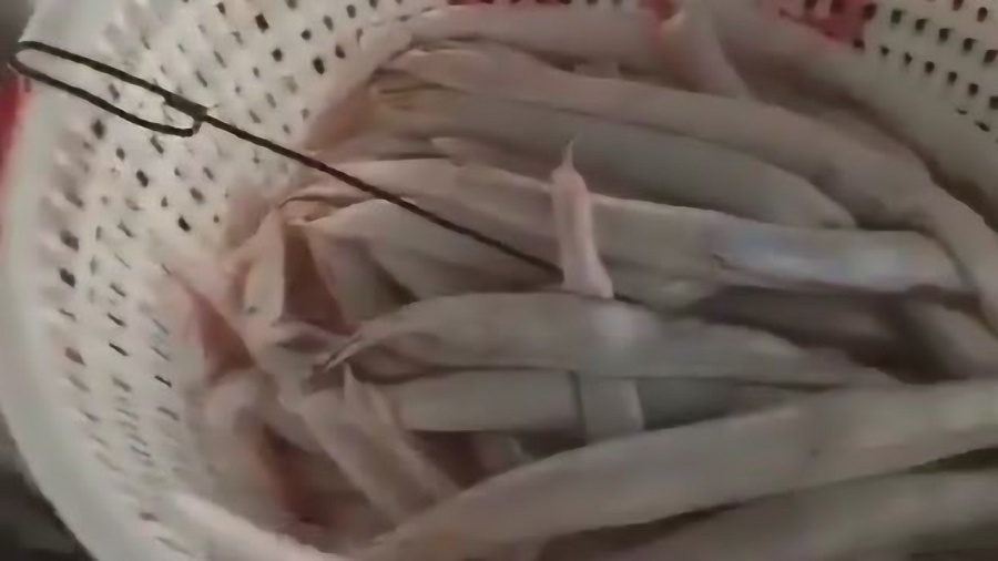 小巷深处的鱼鲜秘境，探寻鱼肉行情的秘密