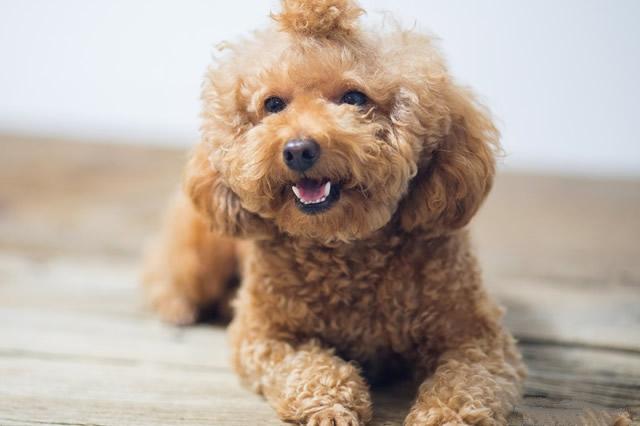 神犬奇兵电视剧，热血军旅中的忠诚犬类伙伴之旅