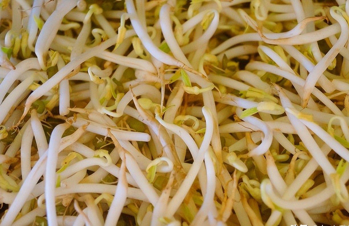 豆芽最新资讯，引领绿色健康食品潮流的新动态