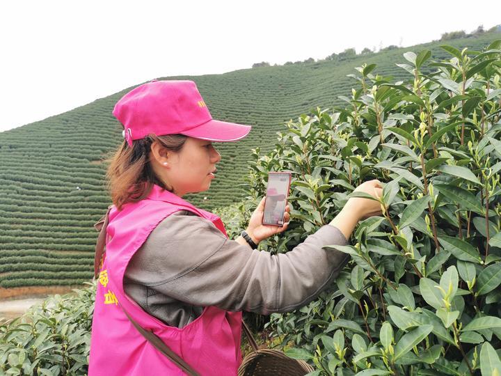 茶园招聘信息更新，应聘茶园工作的步骤指南与最新资讯获取渠道