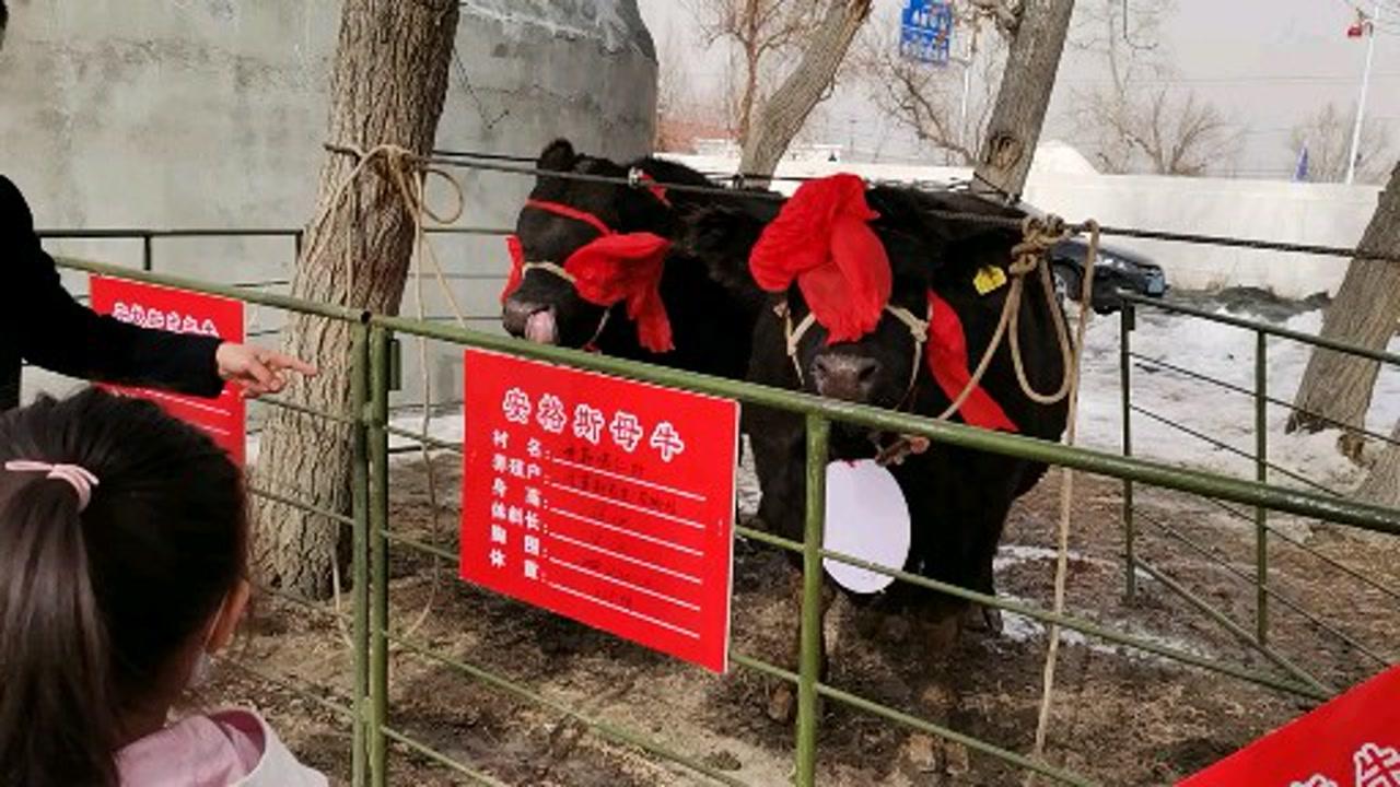 农村牛二条最新视频，展现乡村魅力与变迁的实录